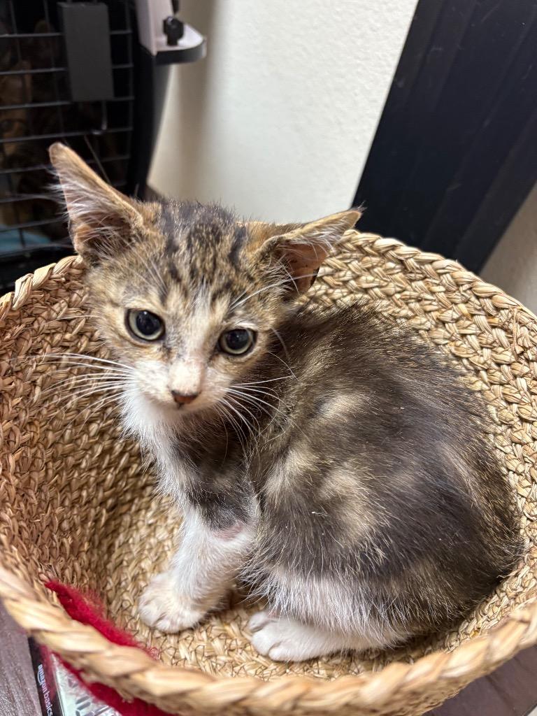 Benny, Adoptable, Kitten Male Domestic Short Hair.