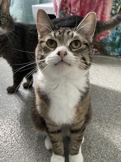 Kyra, Adoptable, Senior Female Domestic Short Hair & Domestic Short Hair.
