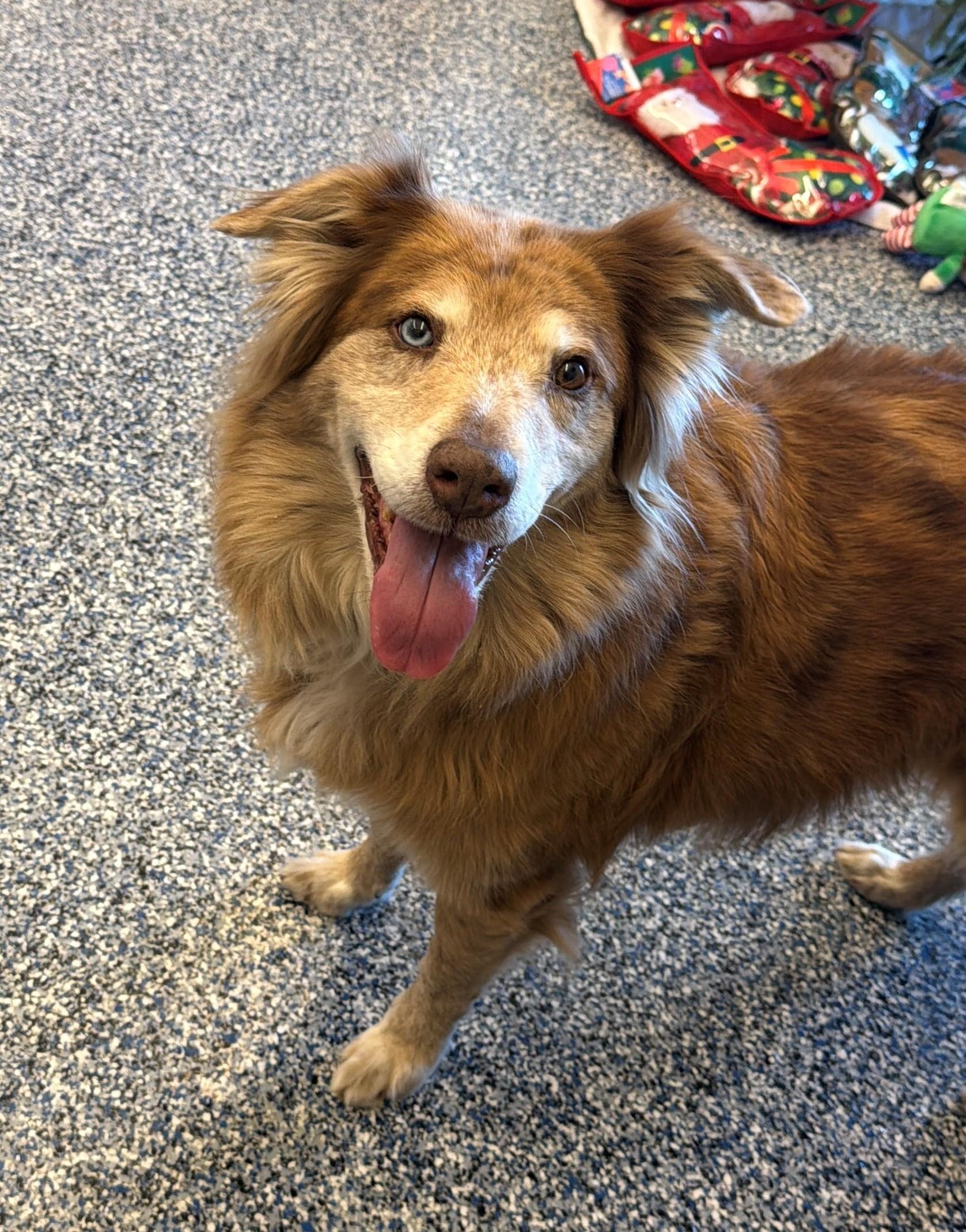 Enlarge Mocha, a ADOPTABLE mixed breed in Westerly, RI image 1/1