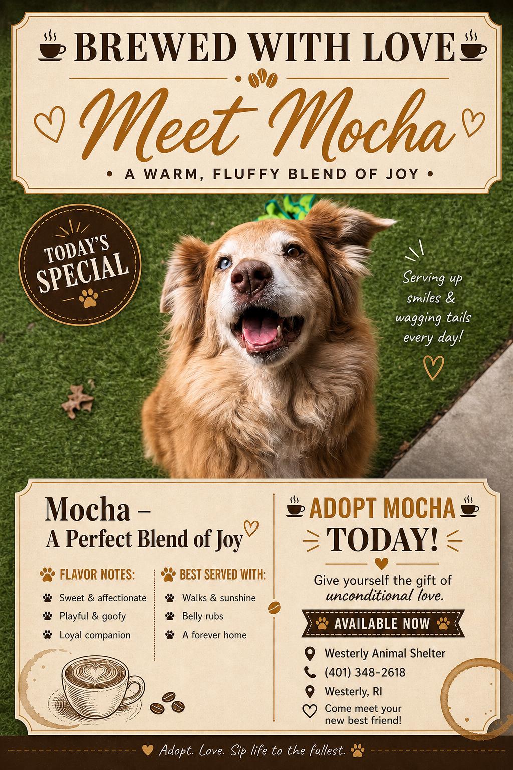 Mocha - How would you like your coffee, ADOPTABLE, Adult Female Australian Cattle Dog / Blue Heeler & Australian Shepherd.