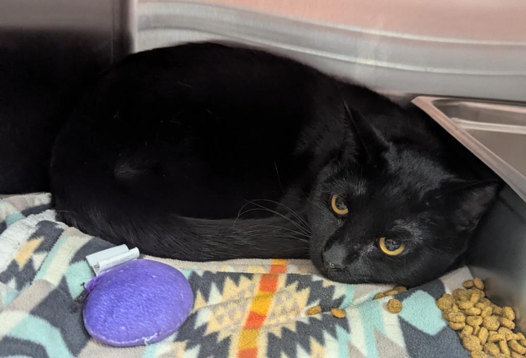 Junior, Adopted, Kitten Male Domestic Short Hair.