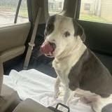 Matty, Adoptable, Adult Male American Staffordshire Terrier.