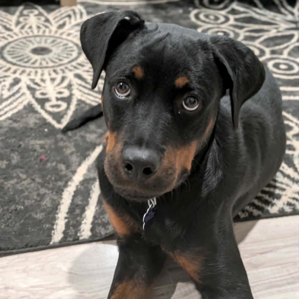 Cherry, Adoptable, Young Female Rottweiler.