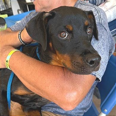Cherry, Adoptable, Young Female Rottweiler.