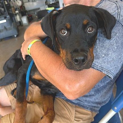 Enlarge Cherry, a Adoptable Rottweiler in Denison, TX image 2/4