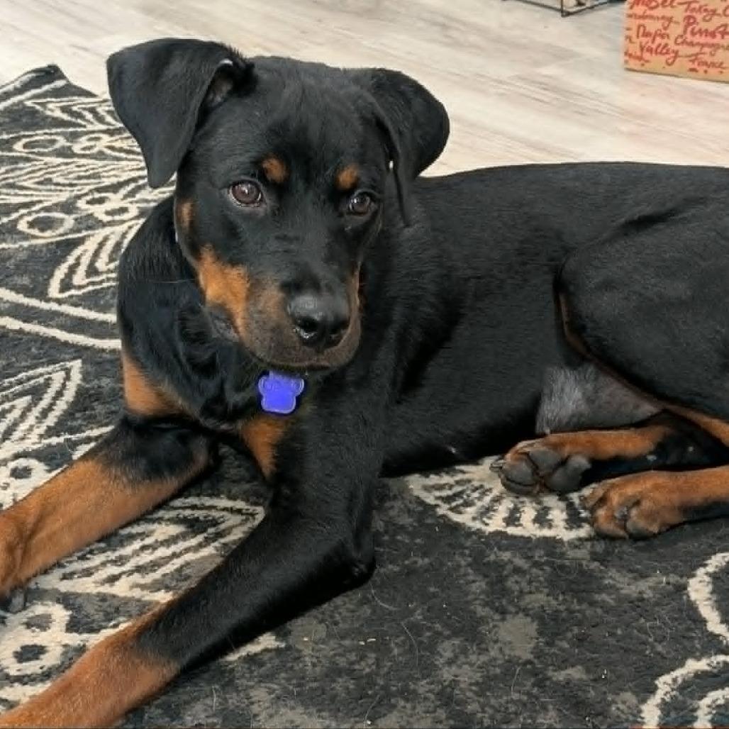 Enlarge Cherry, a Adoptable Rottweiler in Denison, TX image 3/5