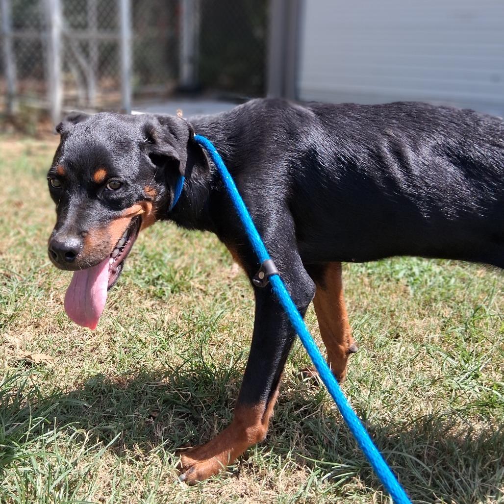 Enlarge Cherry, a Adoptable Rottweiler in Denison, TX image 3/4