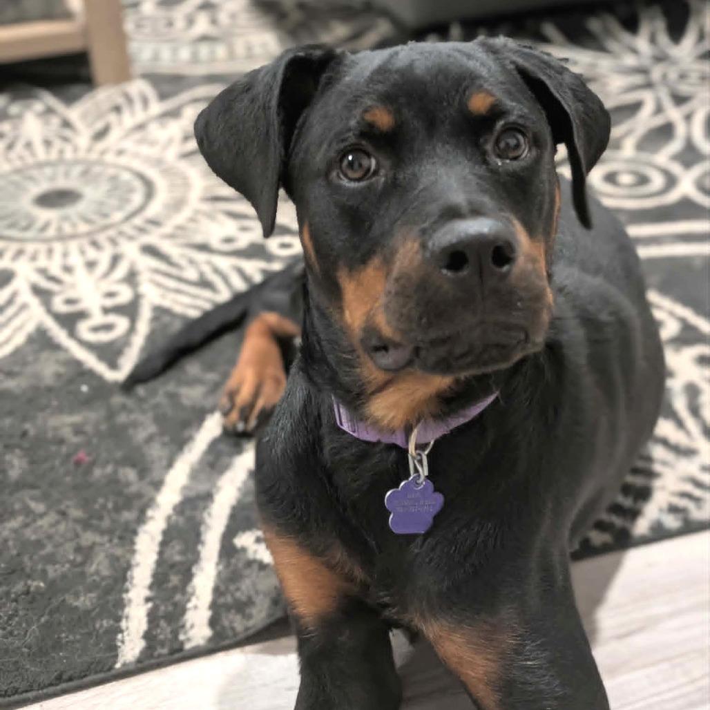 Enlarge Cherry, a Adoptable Rottweiler in Denison, TX image 4/5