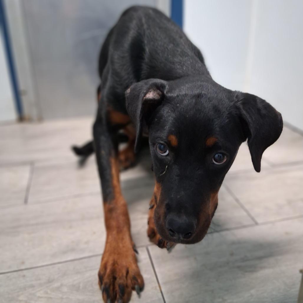 Enlarge Cherry, a Adoptable Rottweiler in Denison, TX image 4/4