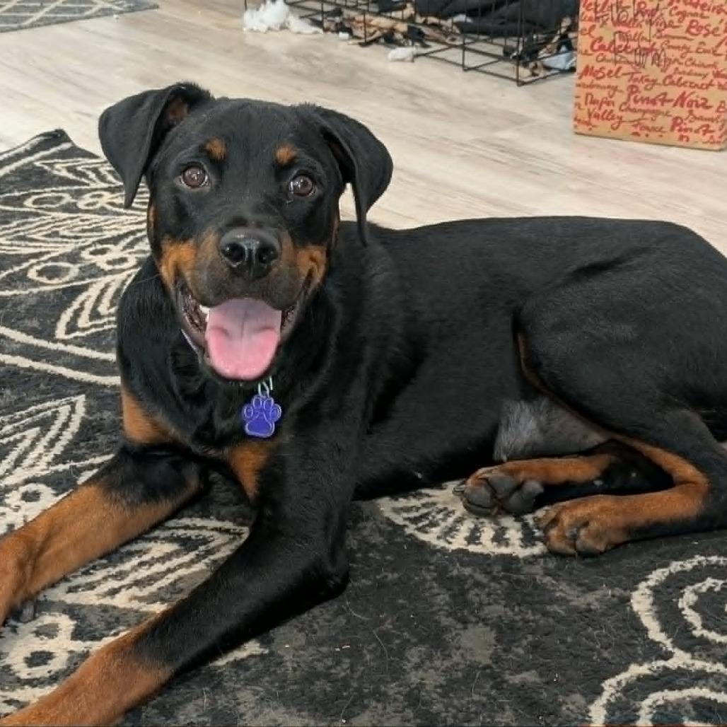 Enlarge Cherry, a Adoptable Rottweiler in Denison, TX image 5/5