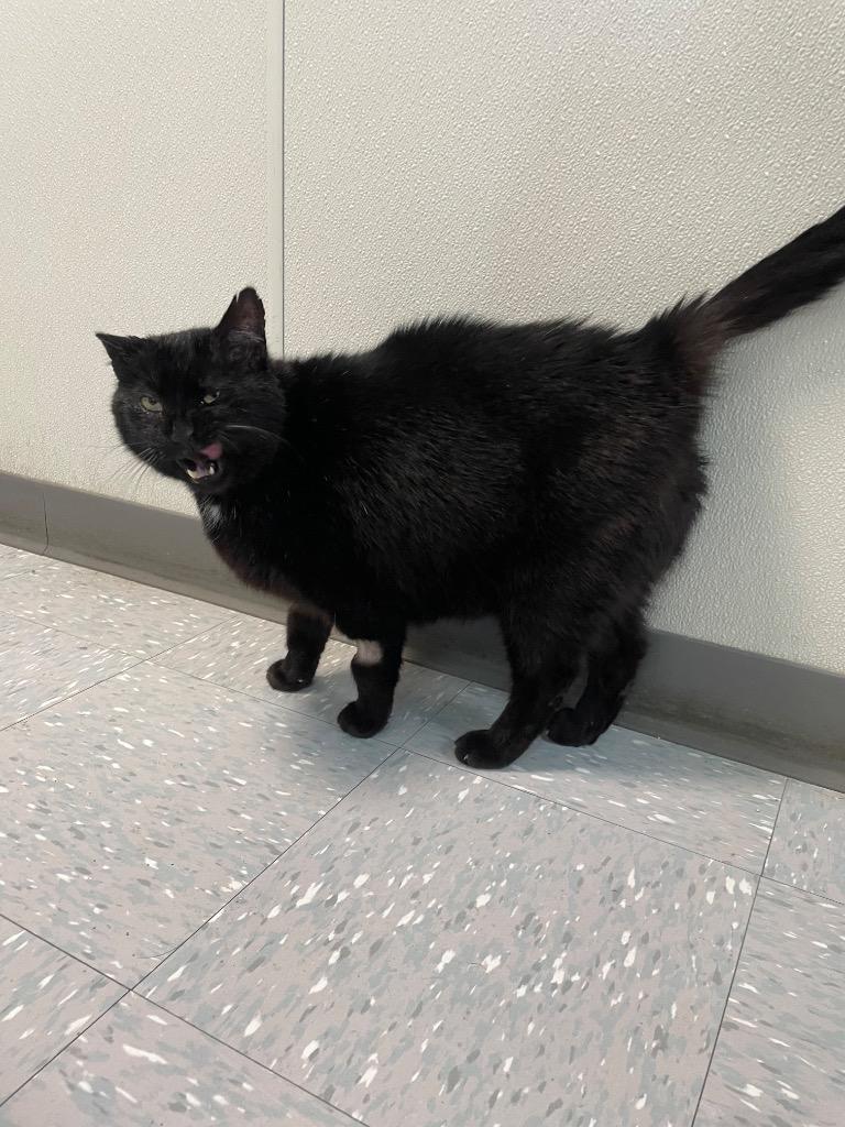 Vadar, Adoptable, Senior Male Domestic Short Hair.