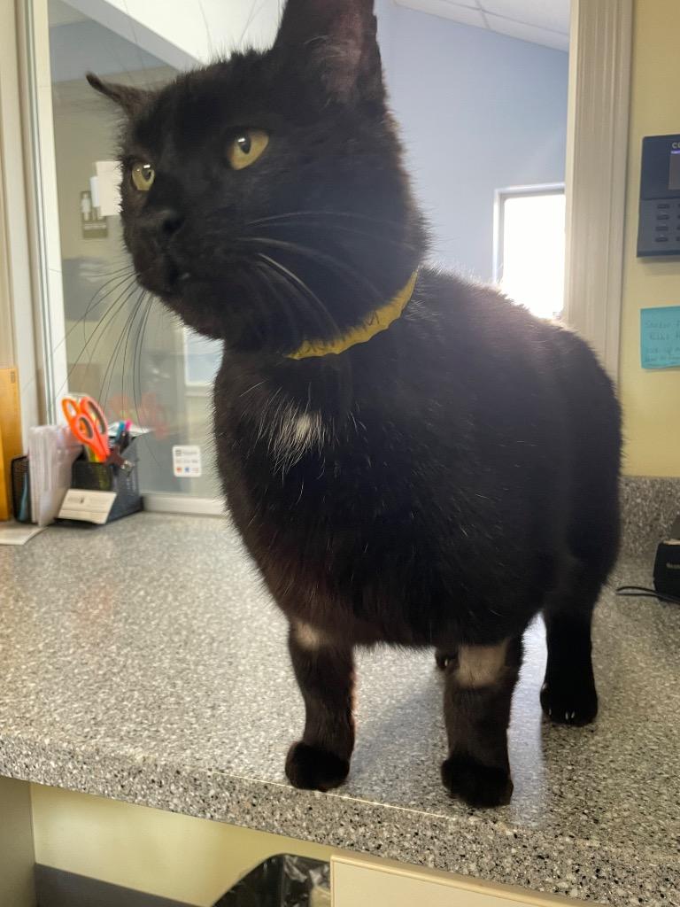 Enlarge Vadar, a Adoptable Domestic Short Hair in New Philadelphia, OH image 2/2