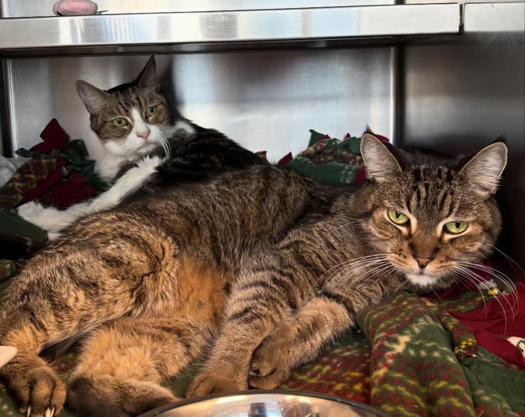 Enlarge Mitch, a Adoptable American Bobtail in Los Angeles, CA image 3/6