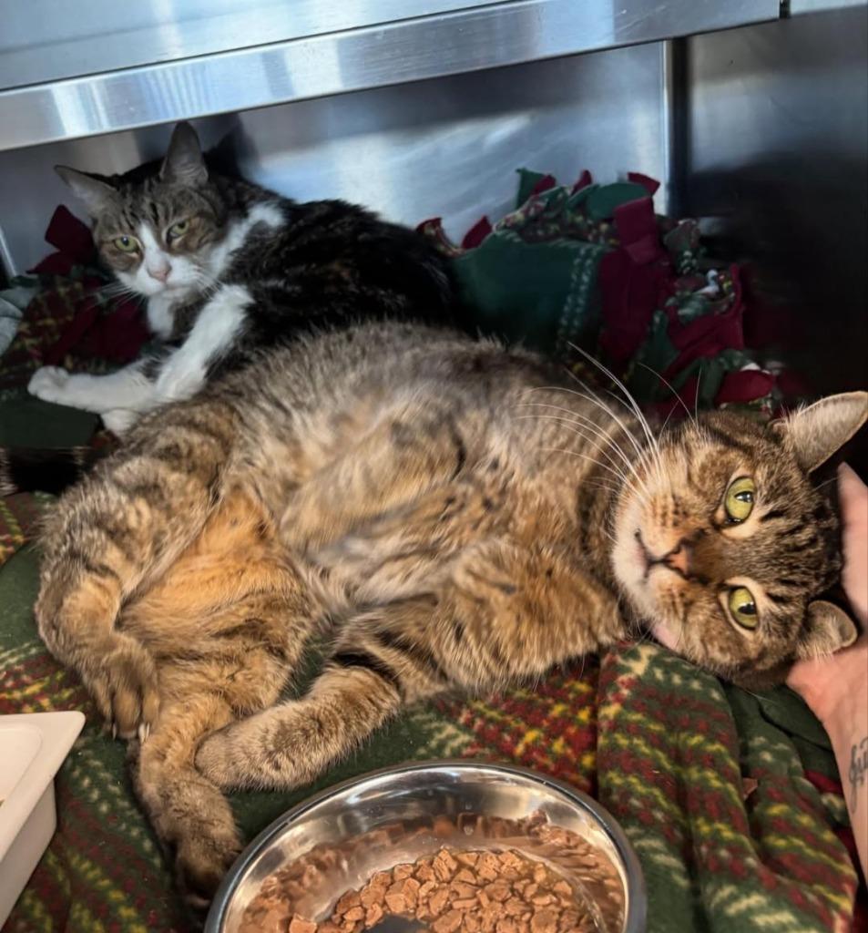 Enlarge Mitch, a Adoptable American Bobtail in Los Angeles, CA image 4/6