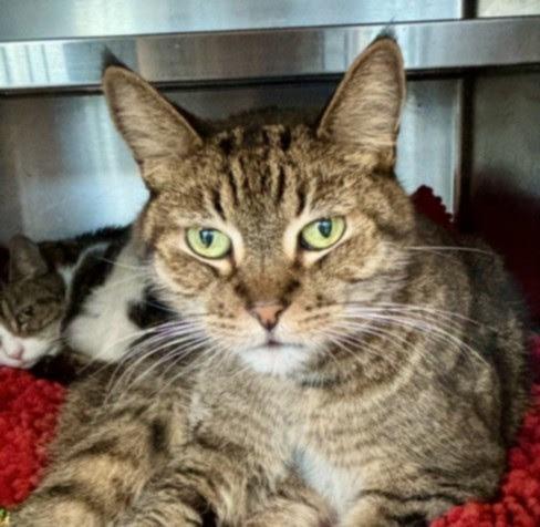 Enlarge Mitch, a Adoptable American Bobtail in Los Angeles, CA image 5/6
