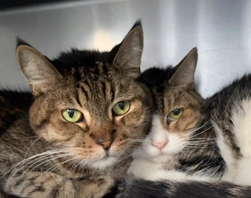 Enlarge Mitch, a Adoptable American Bobtail in Los Angeles, CA image 6/6