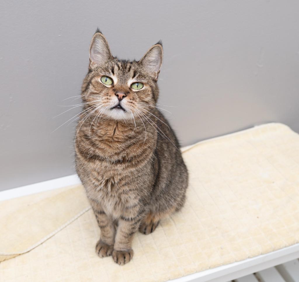 Mitch, ADOPTABLE, Senior • Male, American Bobtail.
