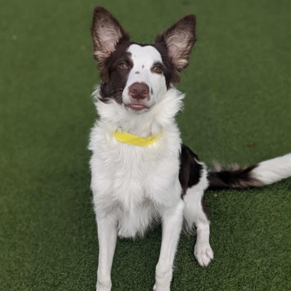 Rubie, Adoptable, Adult Female Border Collie.