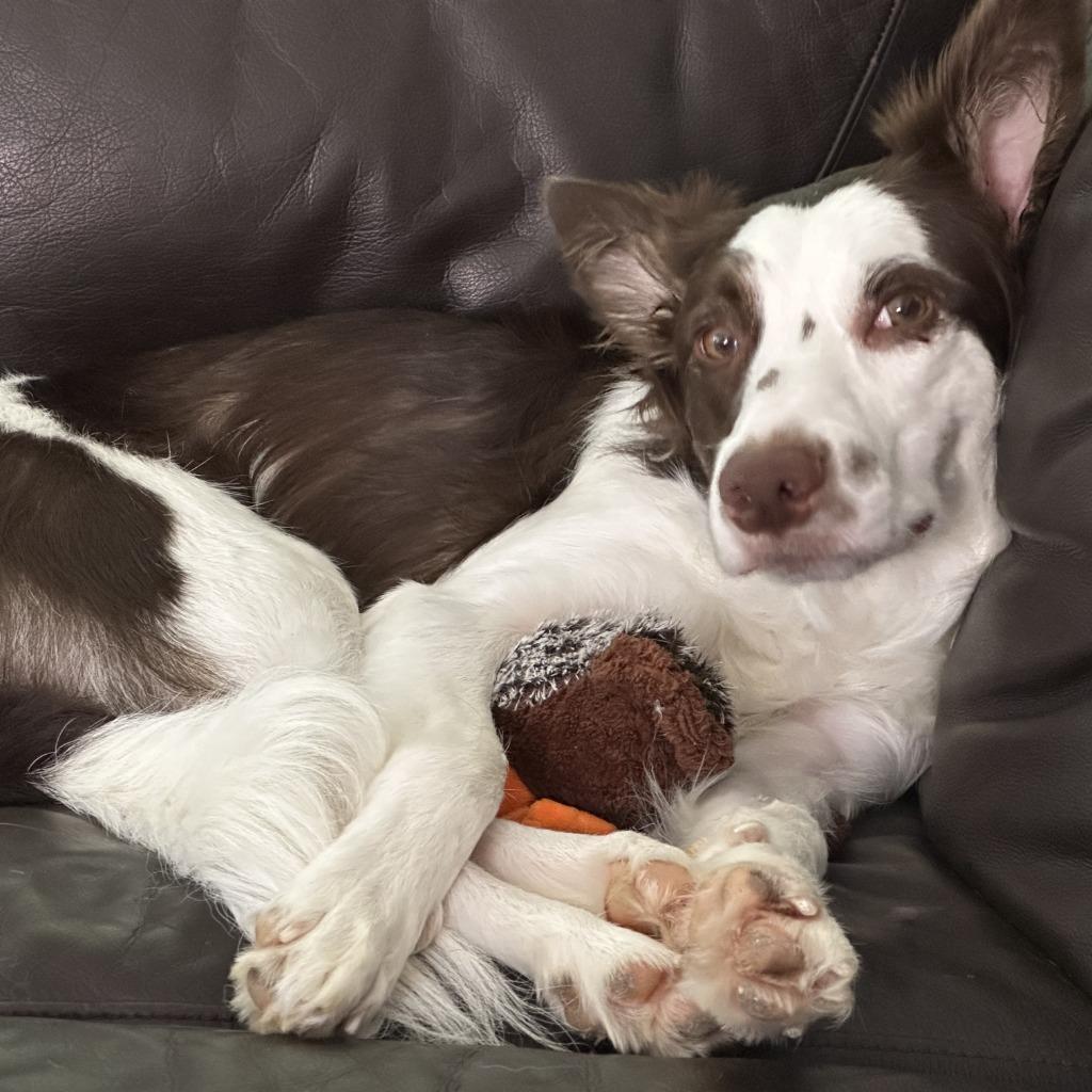 Rubie, a Adoptable Border Collie in The Woodlands, TX image 2/5