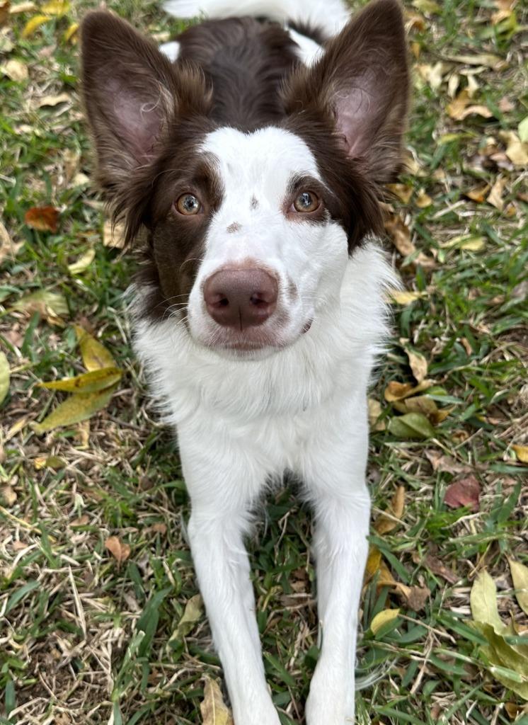 Rubie, a Adoptable Border Collie in The Woodlands, TX image 3/5