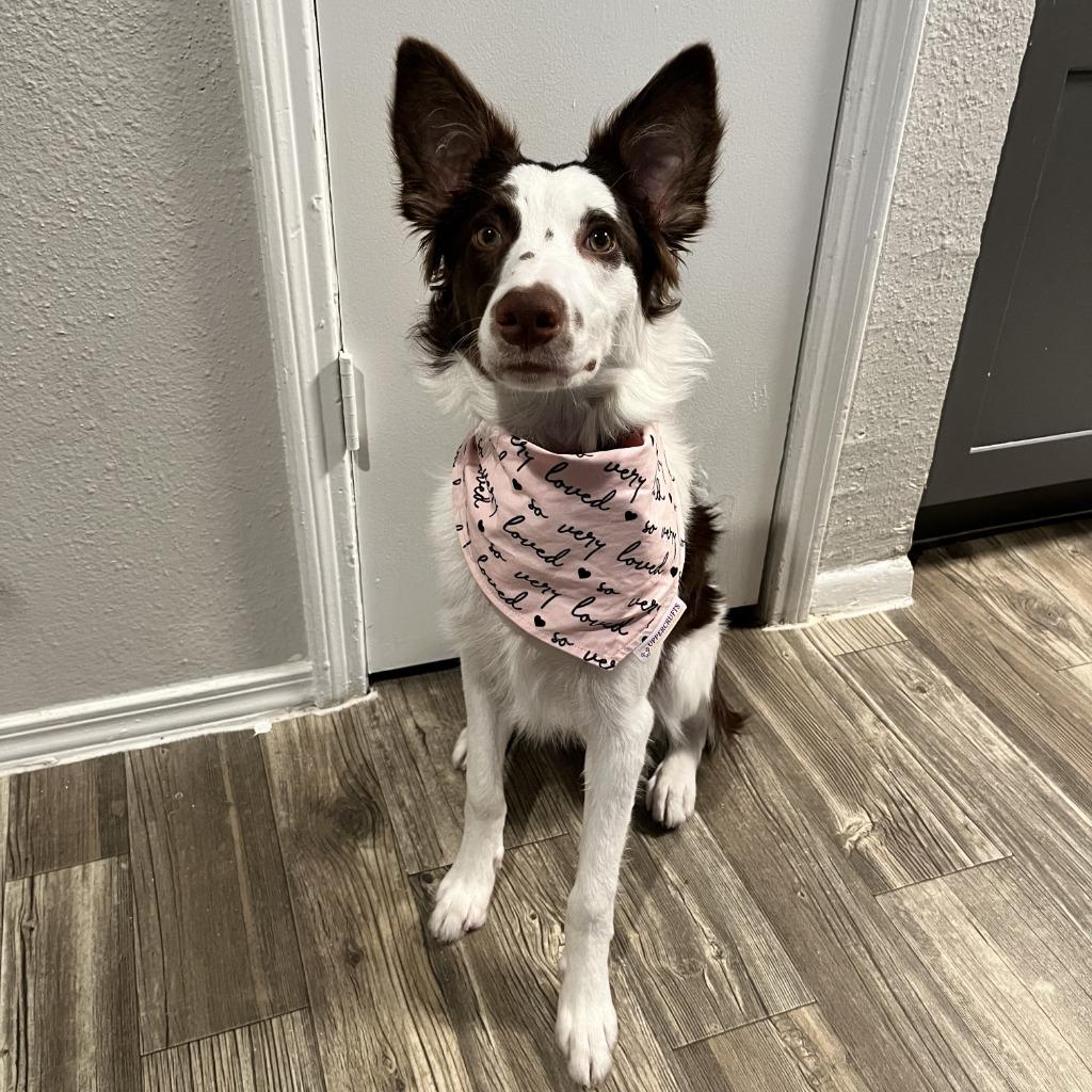 Rubie, a Adoptable Border Collie in The Woodlands, TX image 4/5