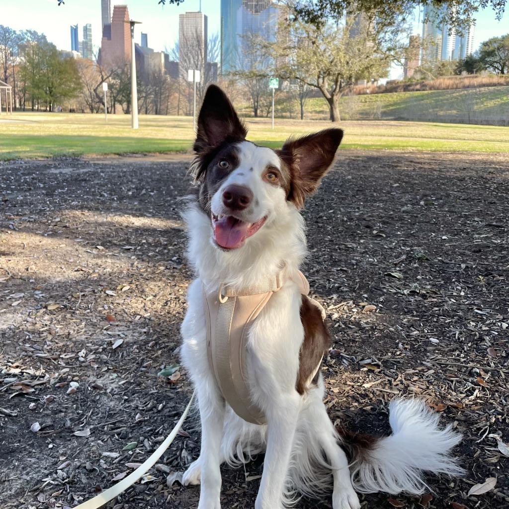 Rubie, a Adoptable Border Collie in The Woodlands, TX image 5/5
