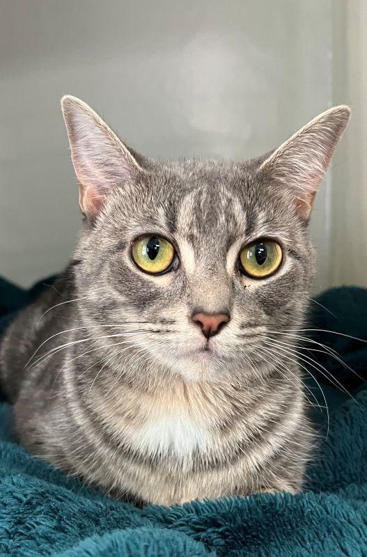 Ethel, Adopted, Adult Female Domestic Short Hair.