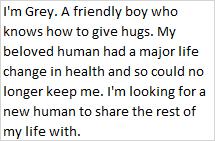 Enlarge Grey, a Adoptable mixed breed in Libby, MT image 3/3
