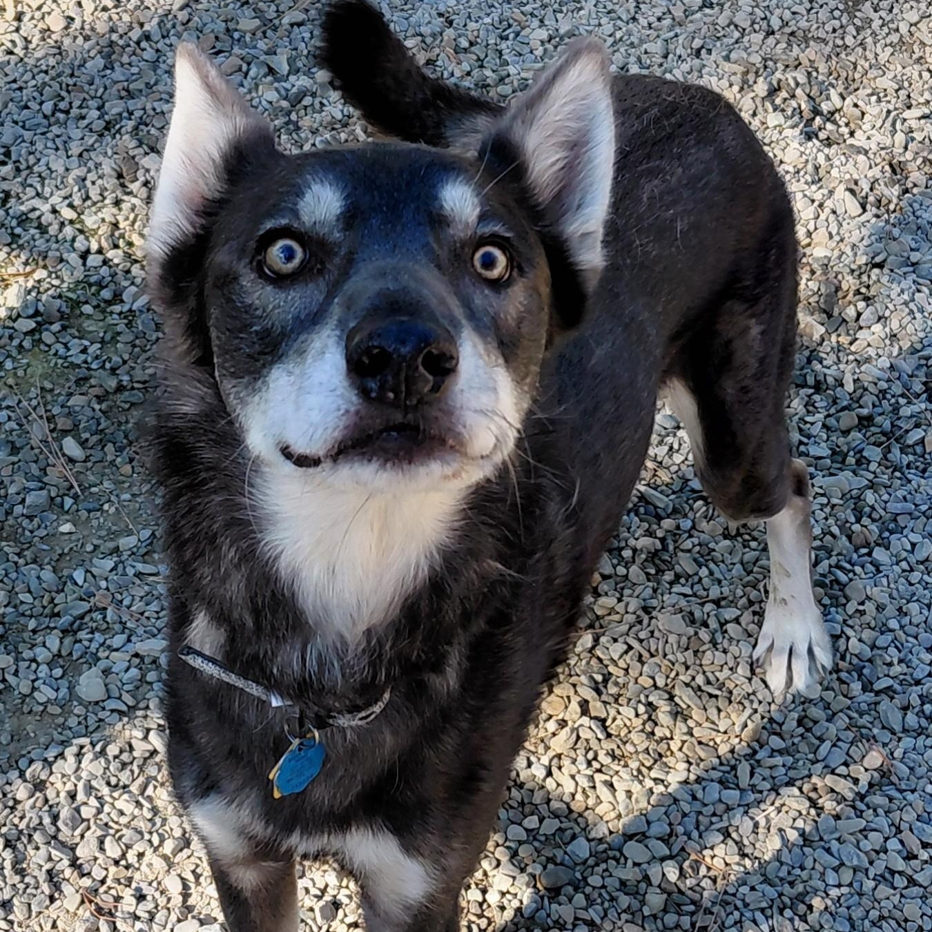 Grey, Adoptable, Adult Male Husky & Greyhound.