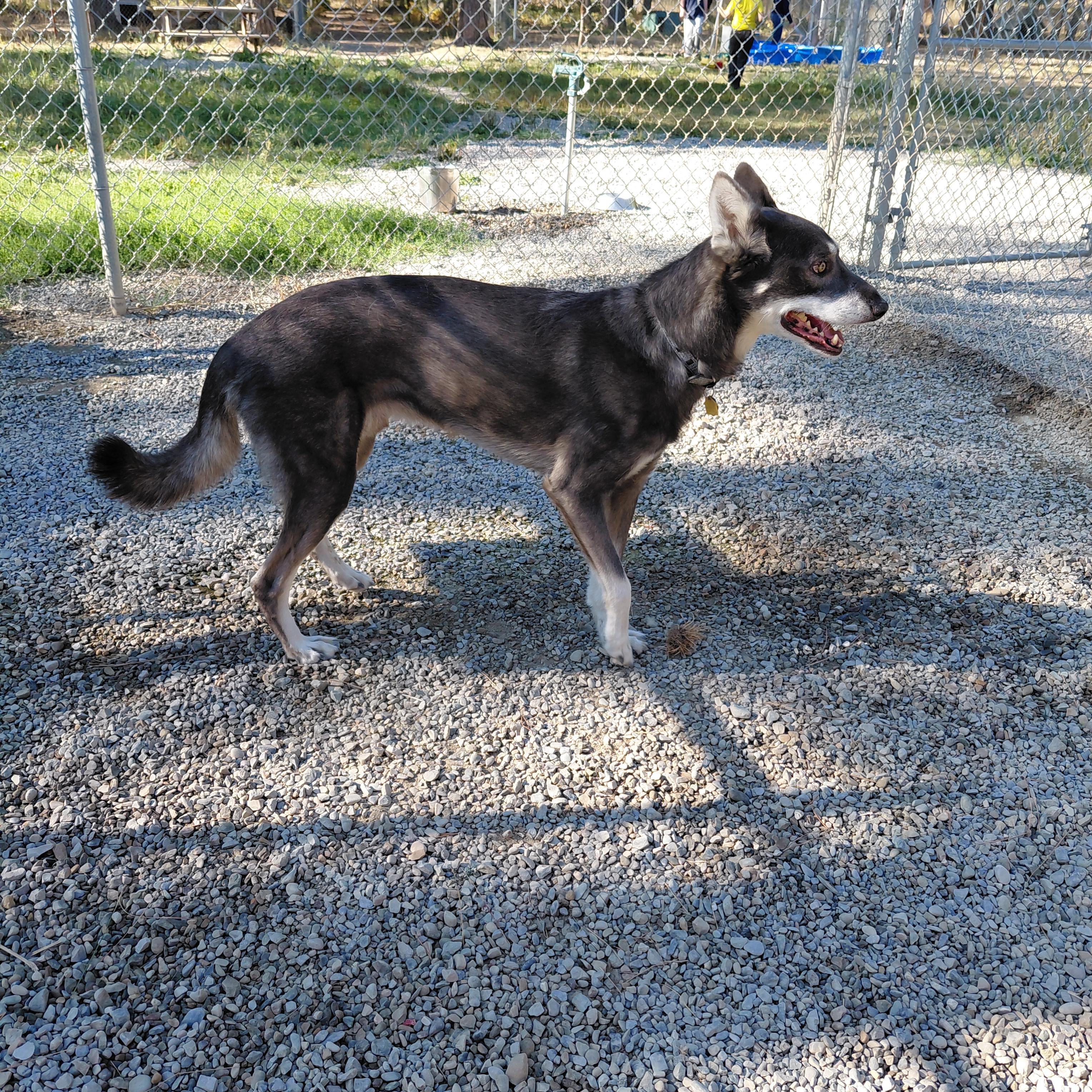 Enlarge Grey, a Adoptable mixed breed in Libby, MT image 2/3
