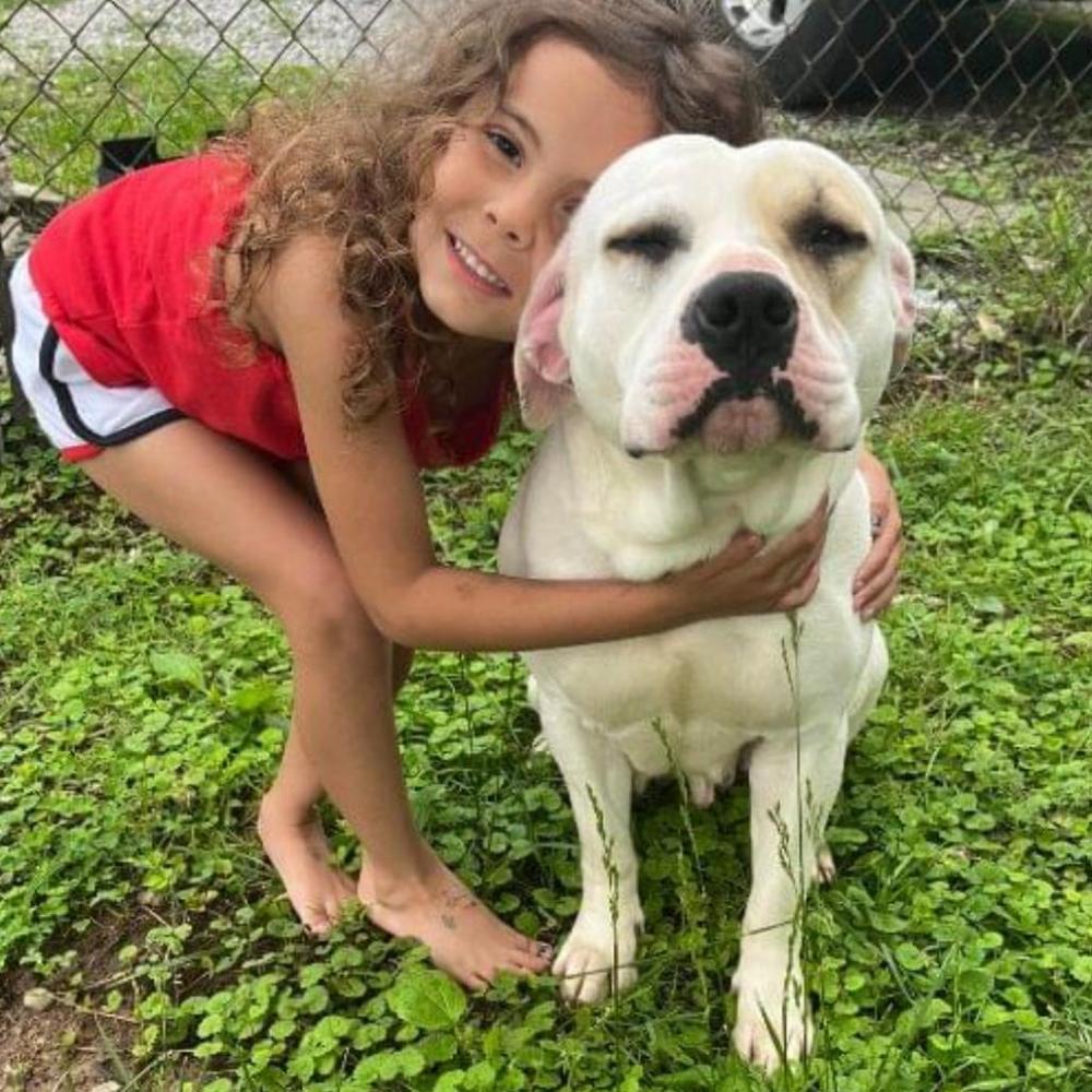 Artemis, Adoptable, Adult Female American Bulldog.