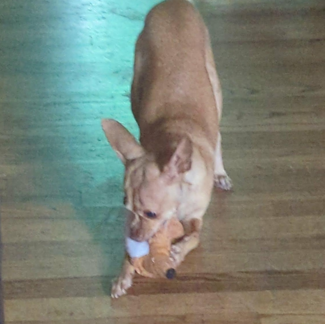 Enlarge Jillian, a Adoptable mixed breed in Portland, OR image 4/4