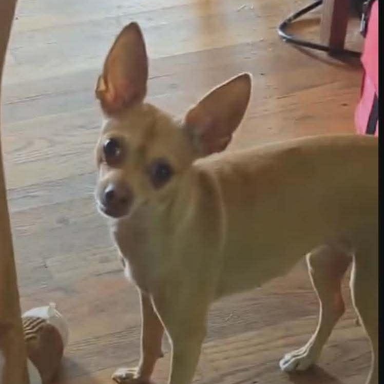 Jillian, Adoptable, Adult Female Chihuahua.