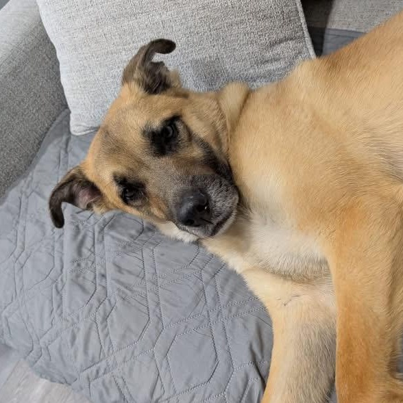 Enlarge Titan , an adoptable mixed breed in Elyria, OH image 1/5