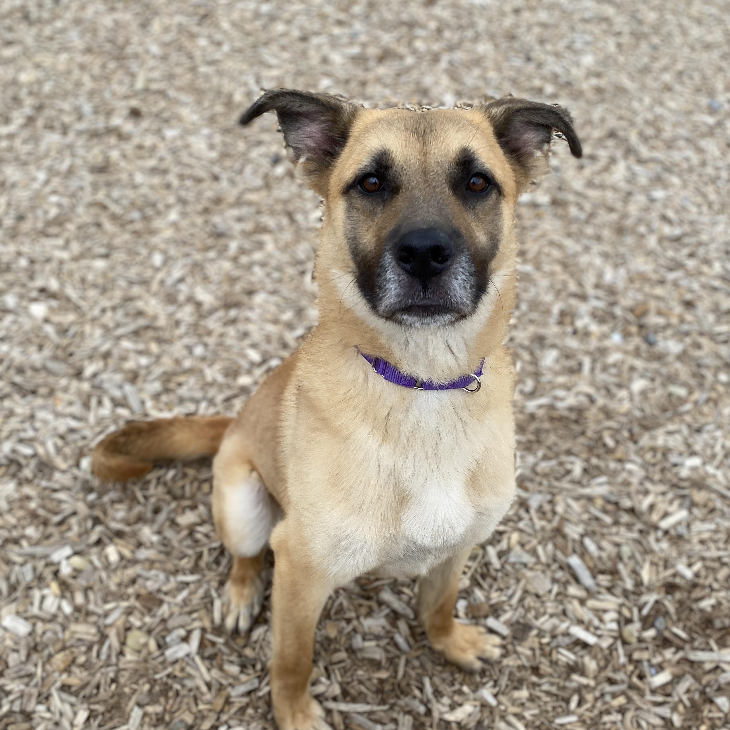 Enlarge Titan , an adoptable mixed breed in Elyria, OH image 5/5
