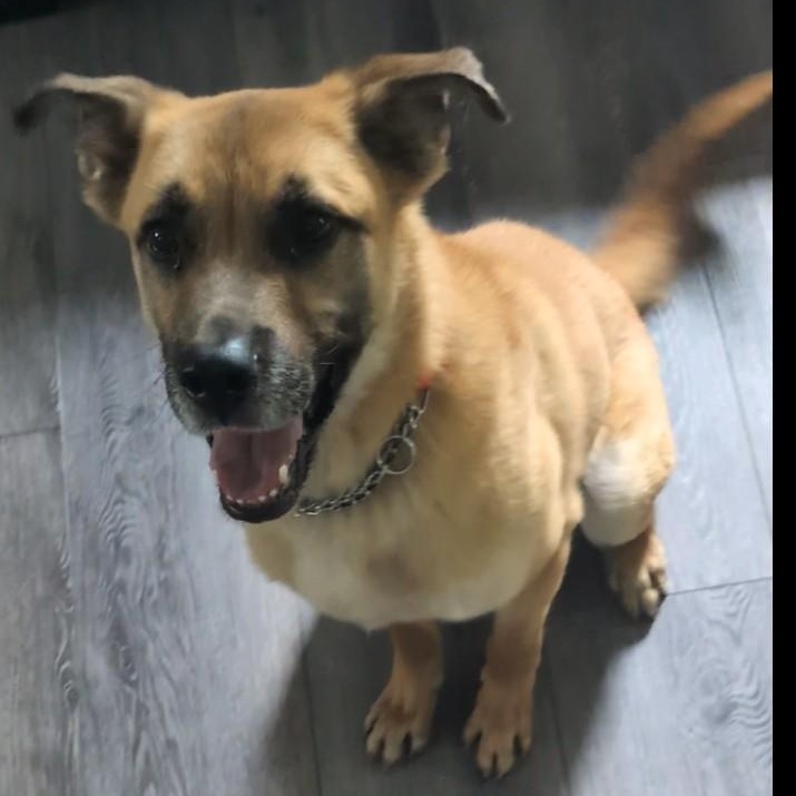 Enlarge Titan , an adoptable mixed breed in Elyria, OH image 2/5