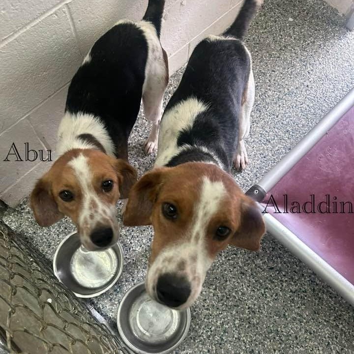 Abu, ADOPTABLE, Young Male American Foxhound.