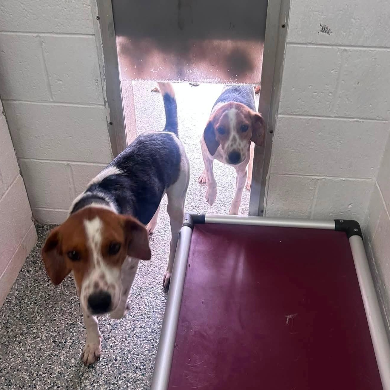 Abu, a ADOPTABLE mixed breed in Cumberland , VA image 2/3
