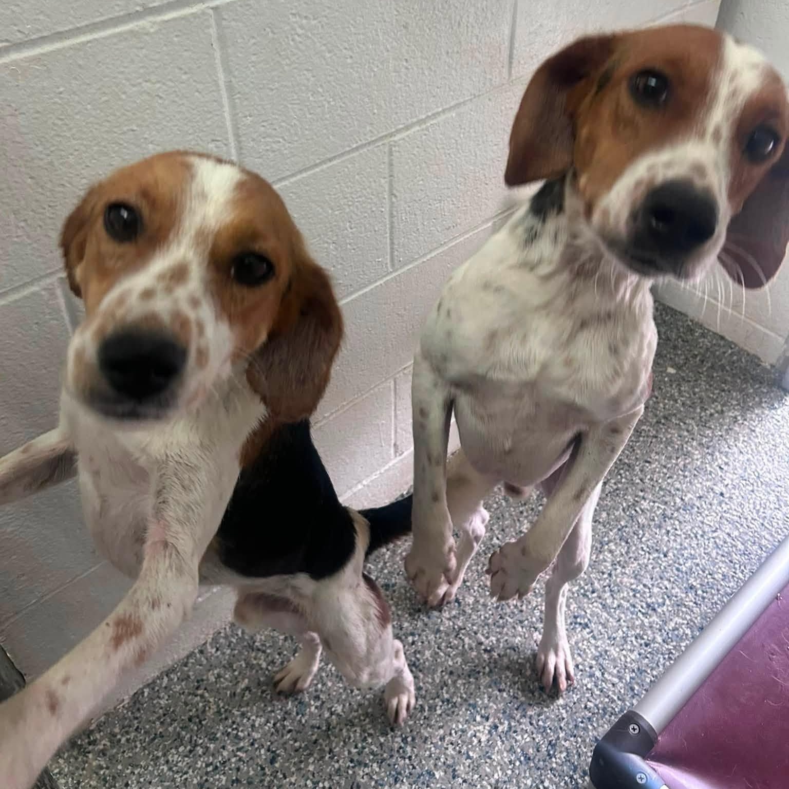 Abu, a ADOPTABLE mixed breed in Cumberland , VA image 3/3