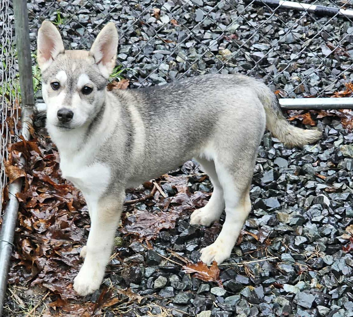 Enlarge Zoya (Russian litter), an adopted mixed breed in Silvana, WA image 4/6