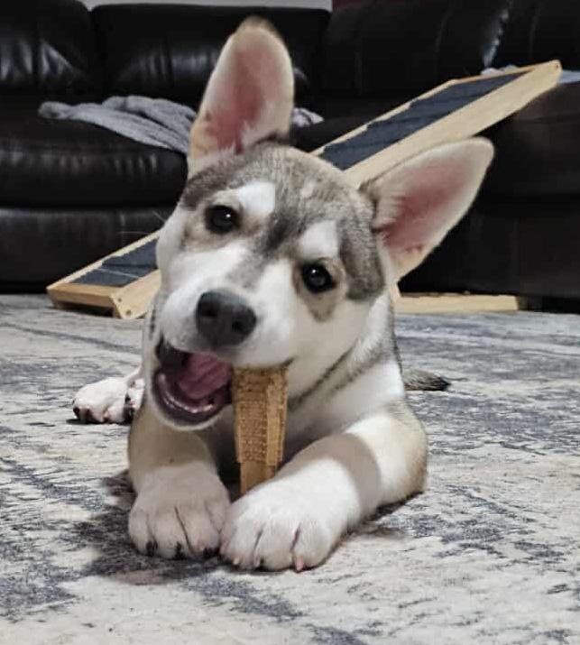 Enlarge Zoya (Russian litter), an adopted mixed breed in Silvana, WA image 2/6