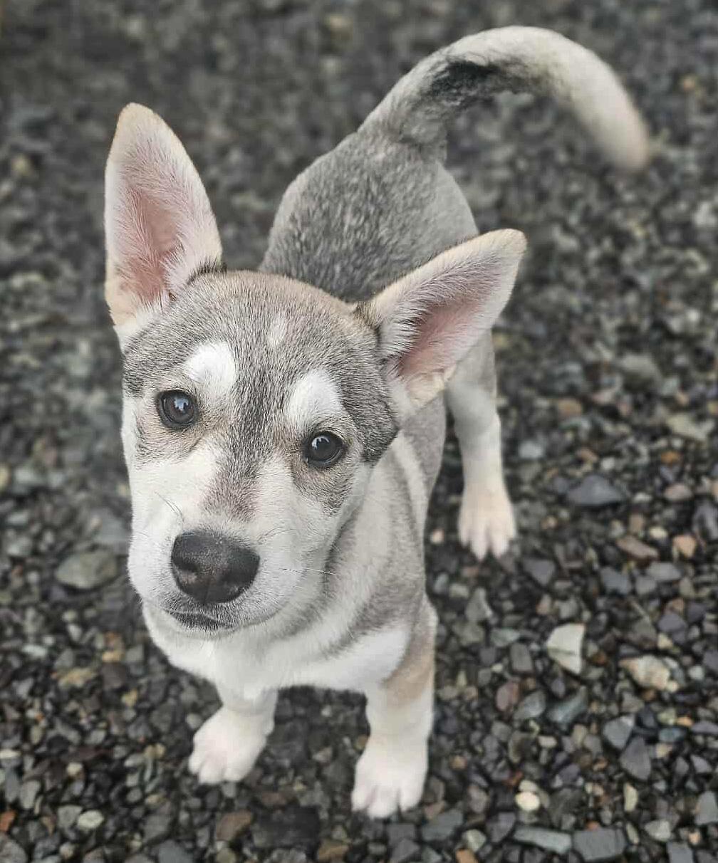 Enlarge Zoya (Russian litter), an adopted mixed breed in Silvana, WA image 1/6