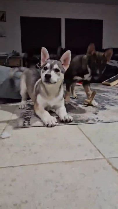 Enlarge Zoya (Russian litter), an adopted mixed breed in Silvana, WA video 6/6