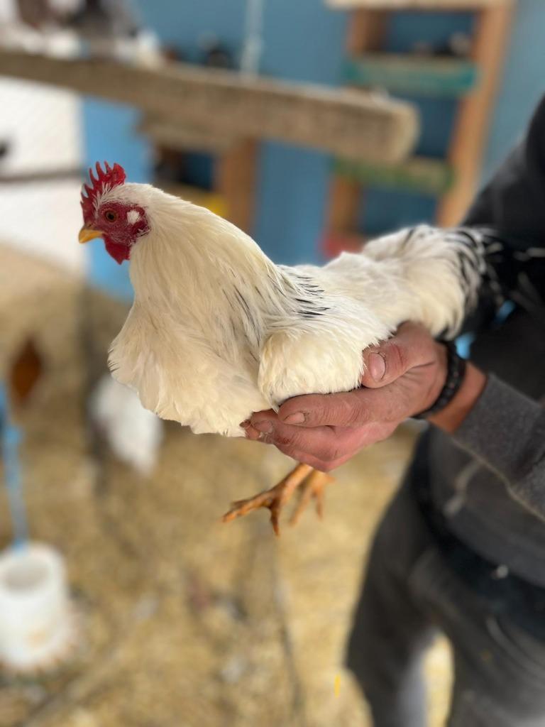 Enlarge Ziah, a Adoptable Chicken in Eagle Mountain, UT image 1/2