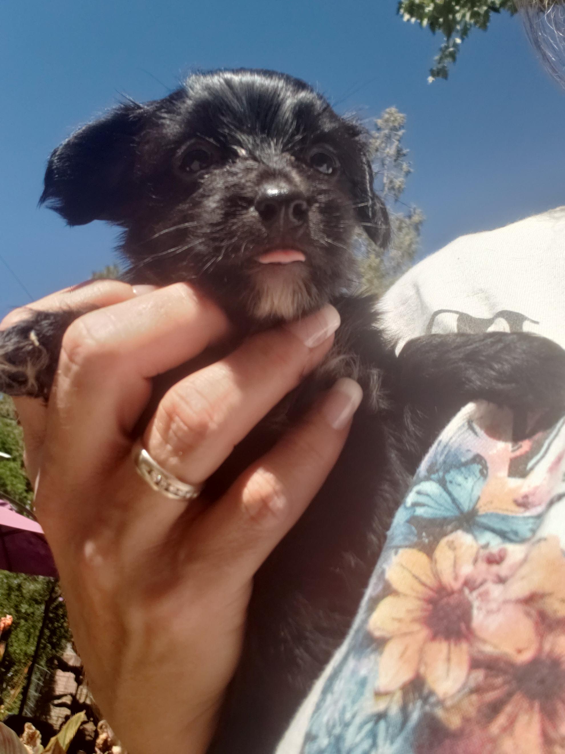 Dexter, an adoptable Poodle, Maltipoo in Murphys, CA, 95247 | Photo Image 2