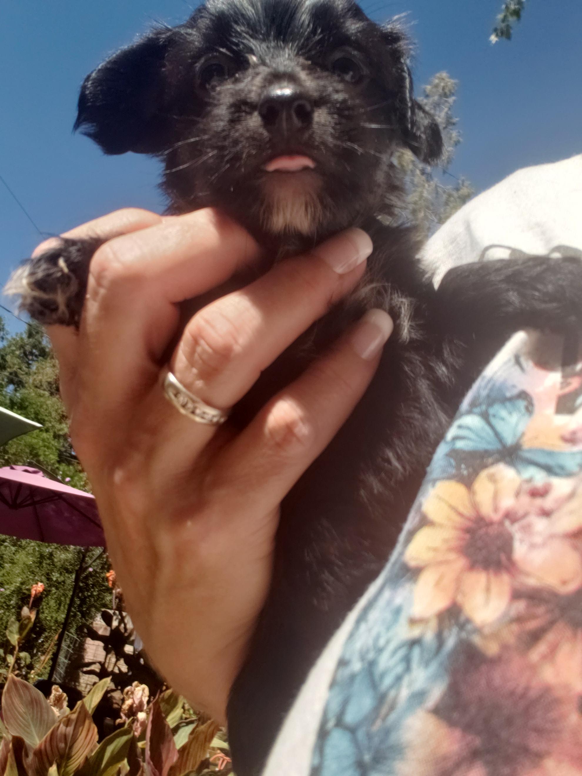 Dexter, an adoptable Poodle, Maltipoo in Murphys, CA, 95247 | Photo Image 3