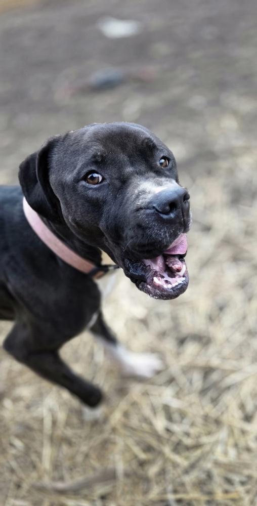 CD Willow Girl, Adoptable, Adult Female Boxer & Labrador Retriever.
