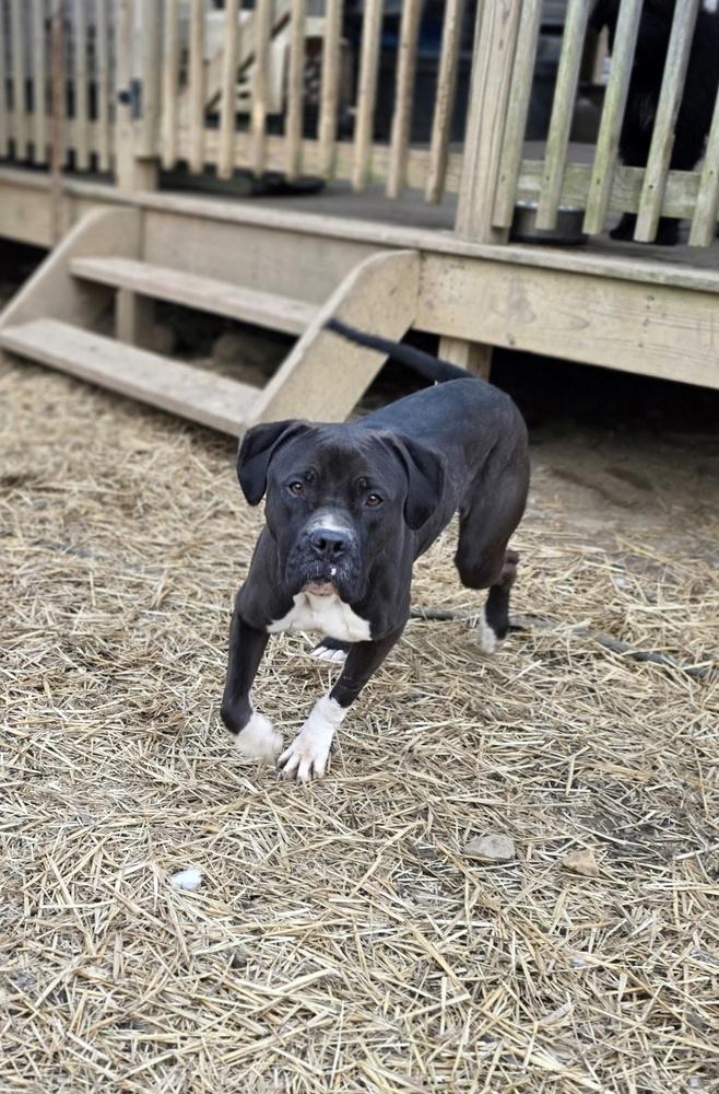 Enlarge CD Willow Girl, a Adoptable mixed breed in Aurora, IN image 6/6