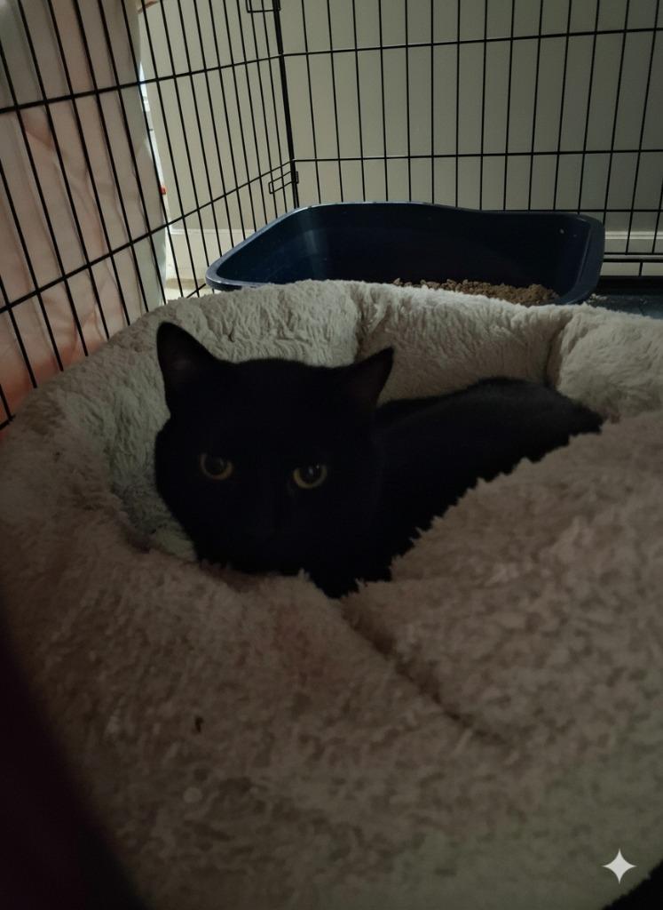 Asteroid, Adopted, Young Male Domestic Long Hair.