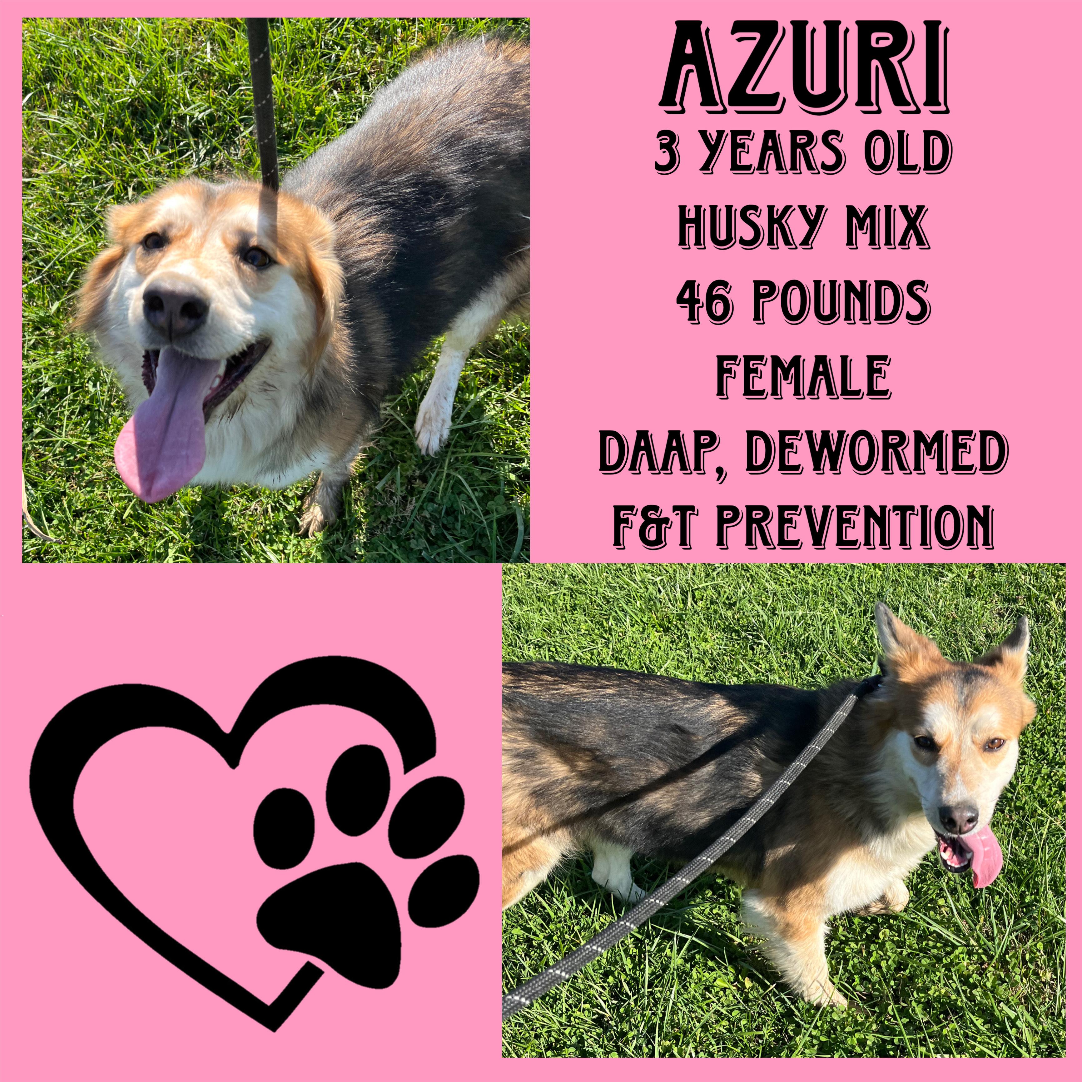 Enlarge Azuri, a Adoptable Husky in Cynthiana, KY image 1/1